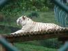 white tiger.jpg
